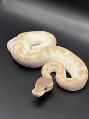 animal image