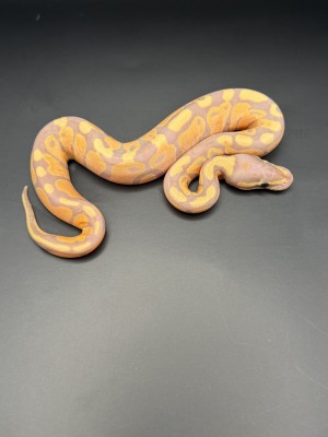 animal image