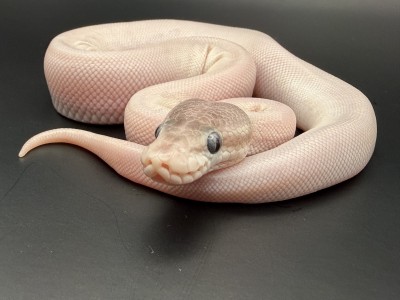 animal image