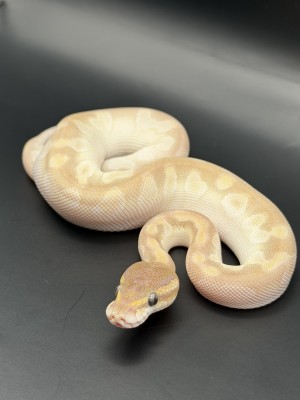 animal image