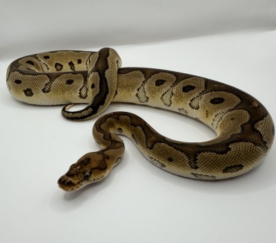 animal image