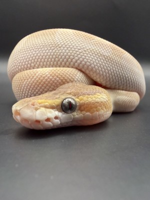 animal image
