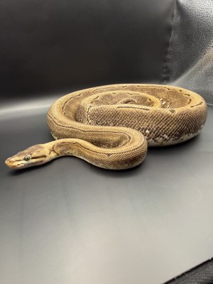 animal image