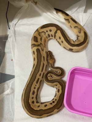 animal image