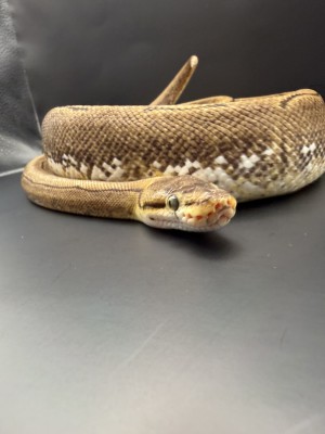 animal image