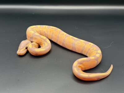 animal image
