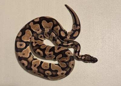 animal image