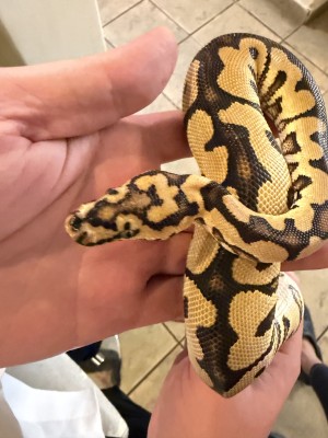 animal image