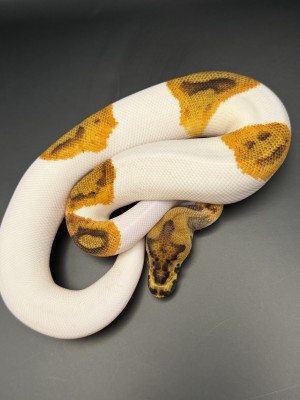 animal image