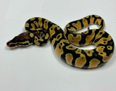 animal image