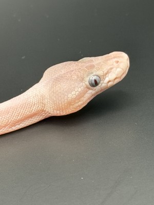 animal image