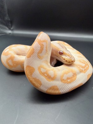 animal image