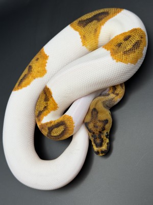animal image