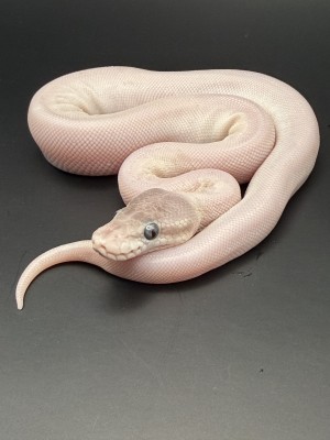 animal image