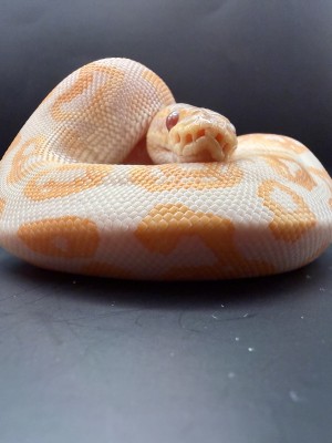 animal image