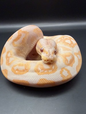 animal image