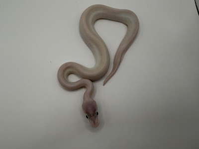 animal image