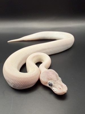 animal image