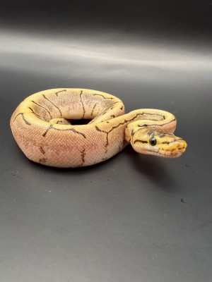 animal image