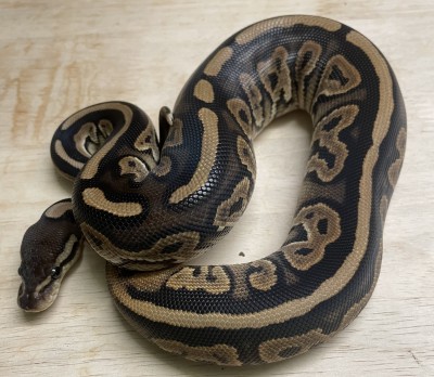animal image