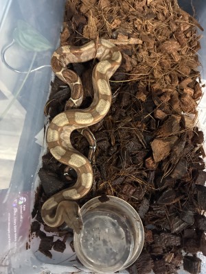 animal image