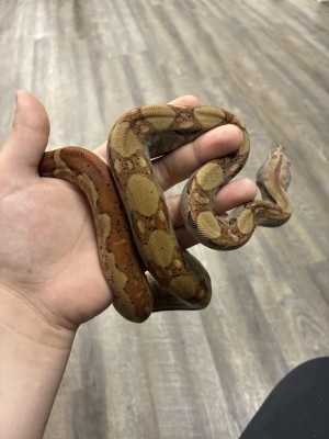animal image