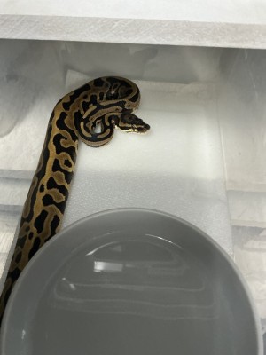 animal image