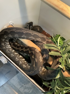 animal image