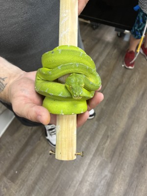 animal image