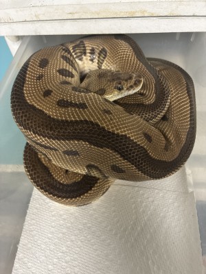 animal image