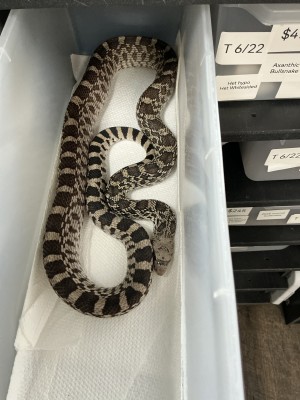 animal image