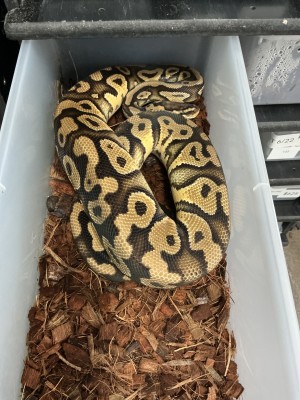 animal image