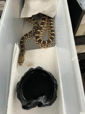 animal image