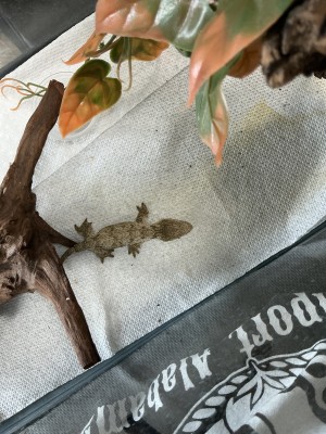 animal image
