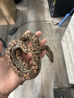 animal image