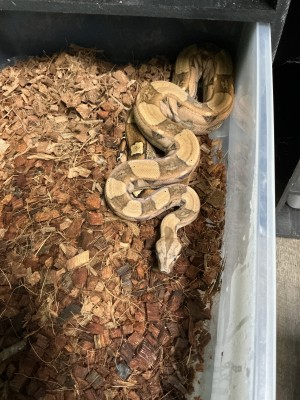 animal image