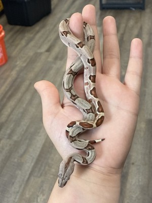 animal image