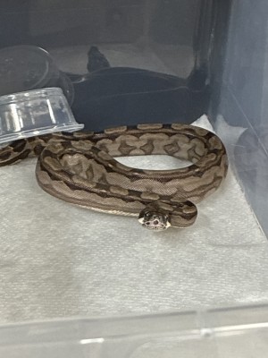 animal image