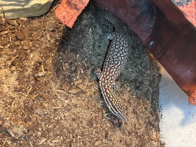 animal image