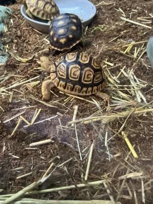 animal image