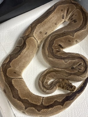 animal image