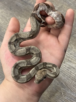 animal image