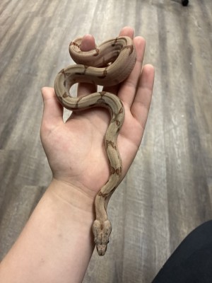 animal image