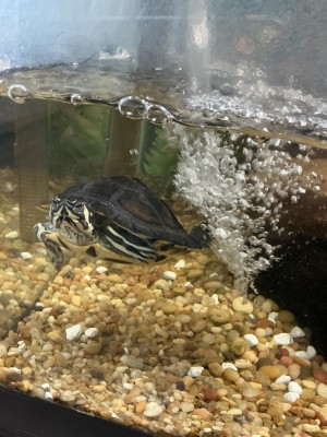 animal image