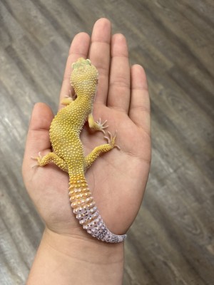animal image