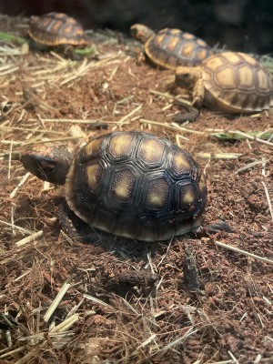 animal image