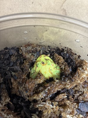 animal image