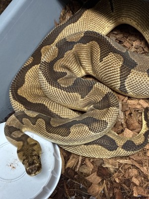 animal image