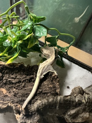 animal image
