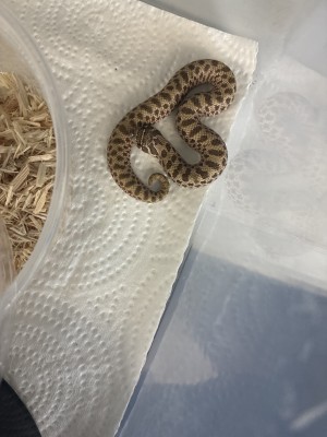animal image
